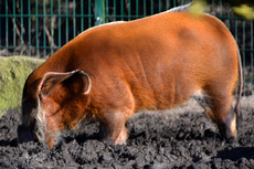 Pinselohrschwein (2).jpg